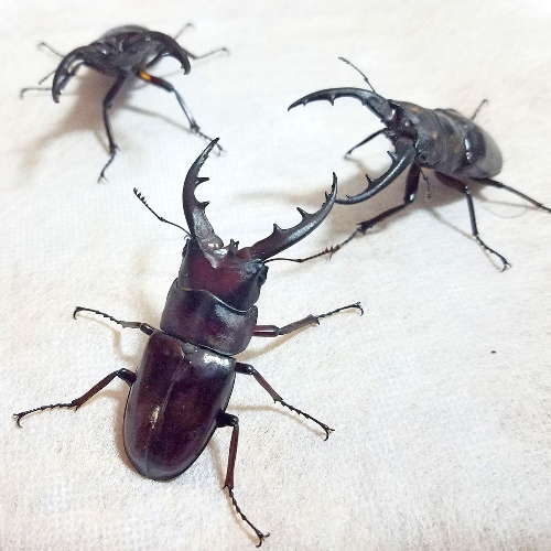 クワガタ写真 6
